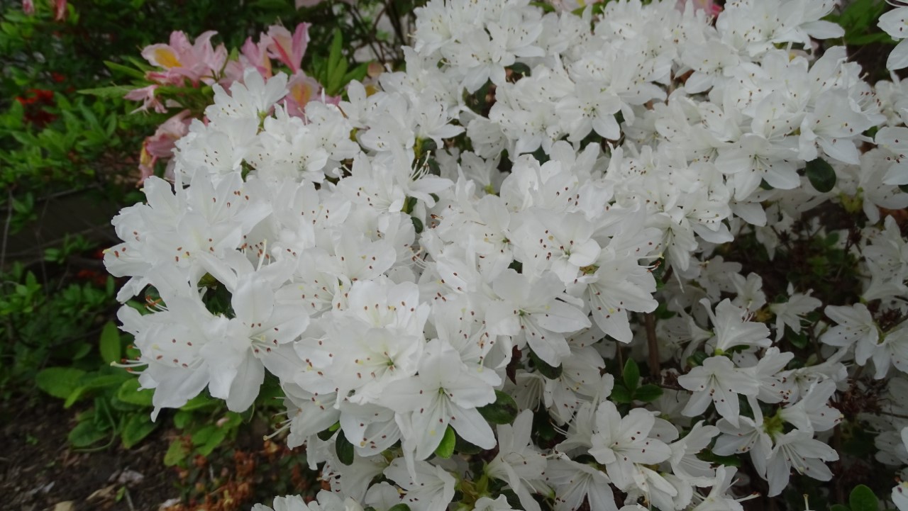 'Kermesinum Album'